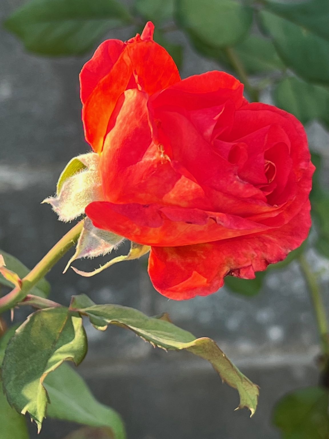 Vibrant Rose (9)
