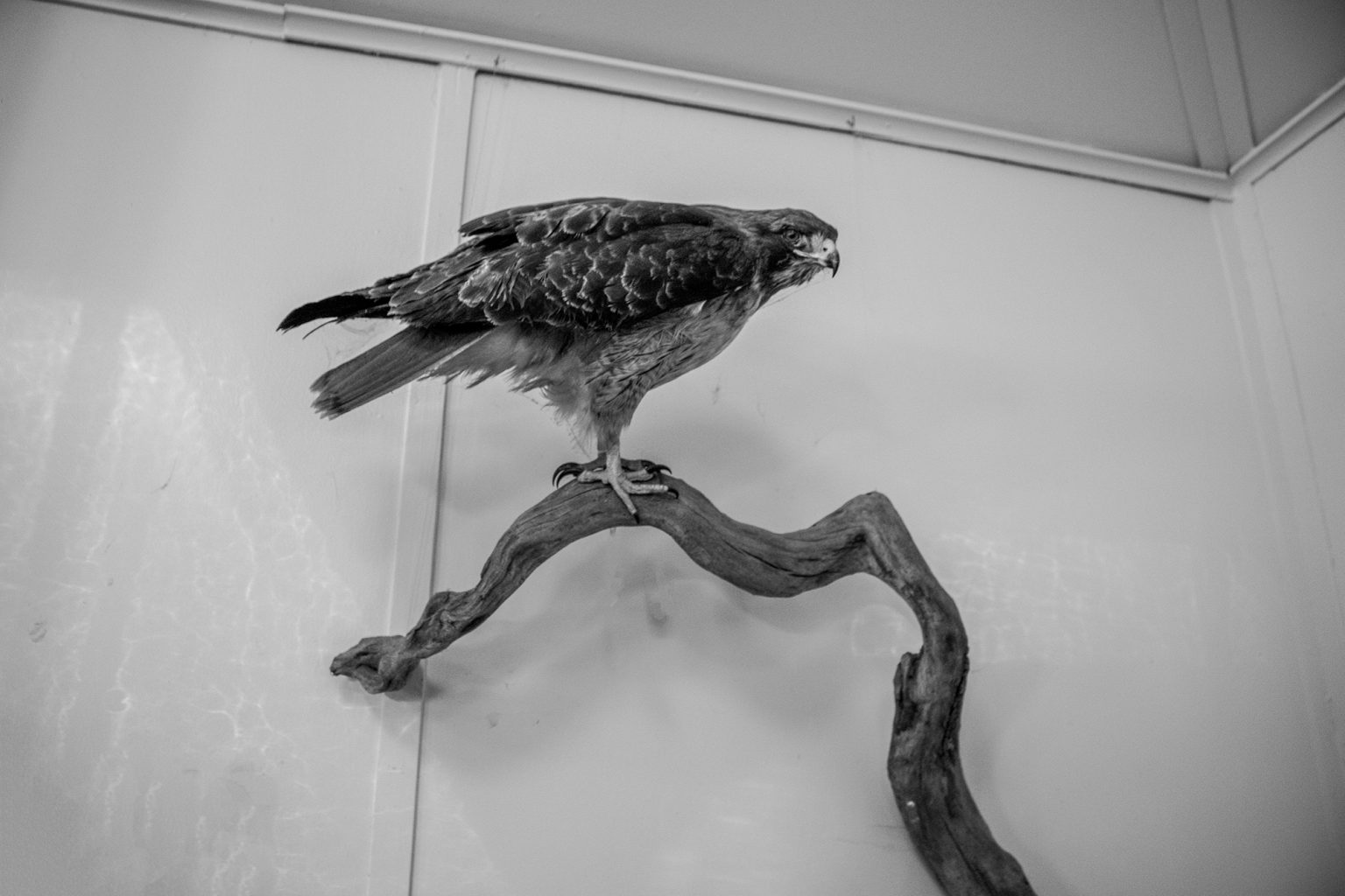 Hawk Bird of Prey (9)