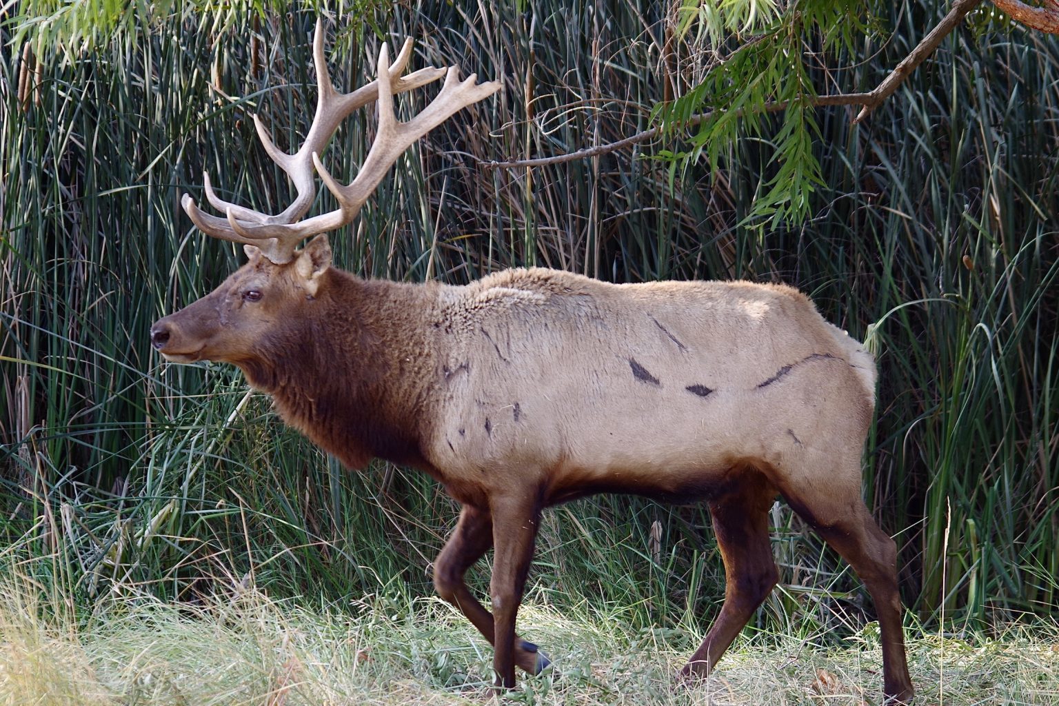 Tule Elk (10)