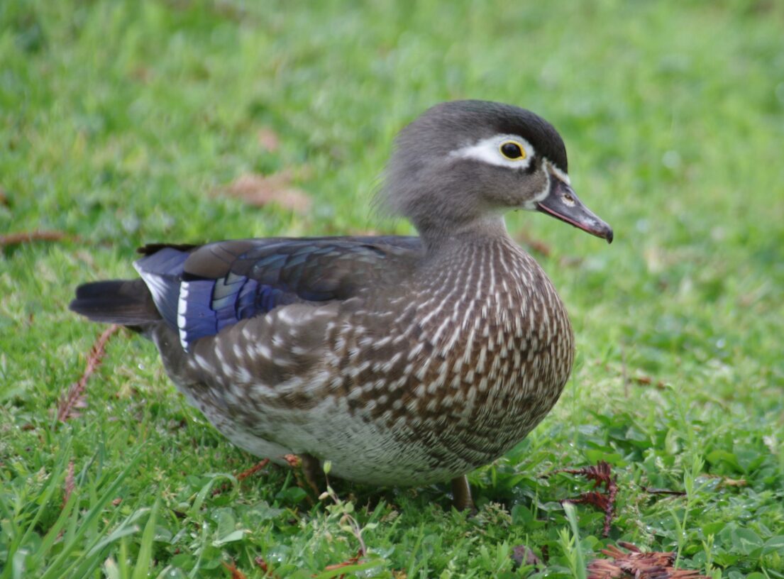 Female Wood Duck (10)