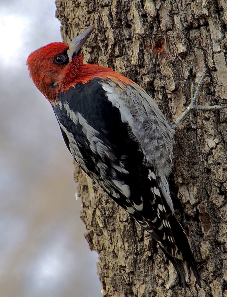 Woodpecker (9)