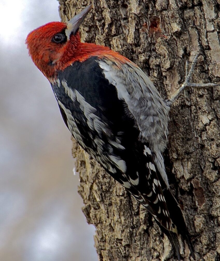 Woodpecker (9)