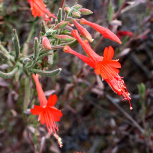 California Fuchsia (8)