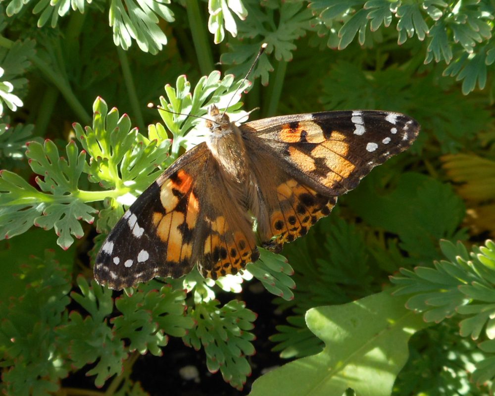 Monarch Butterfly (9)