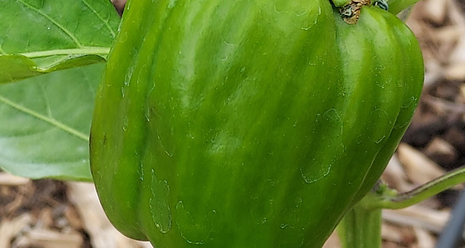 Green Pepper - 9