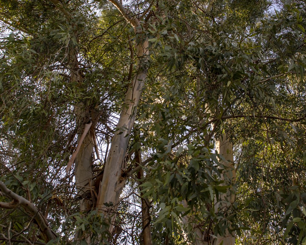 Eucalyptus Trees