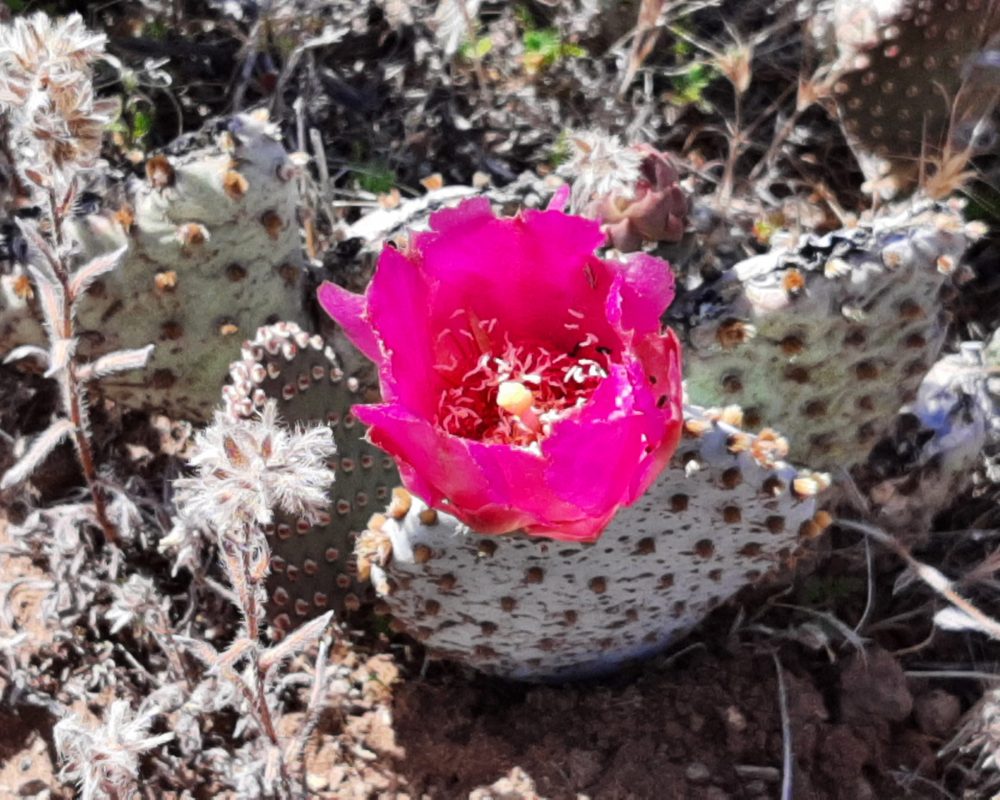 Opuntia Basilaris in Situ (9)