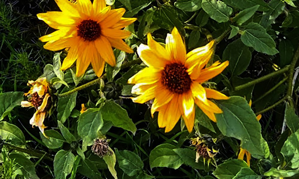 California Wild Sunflowers