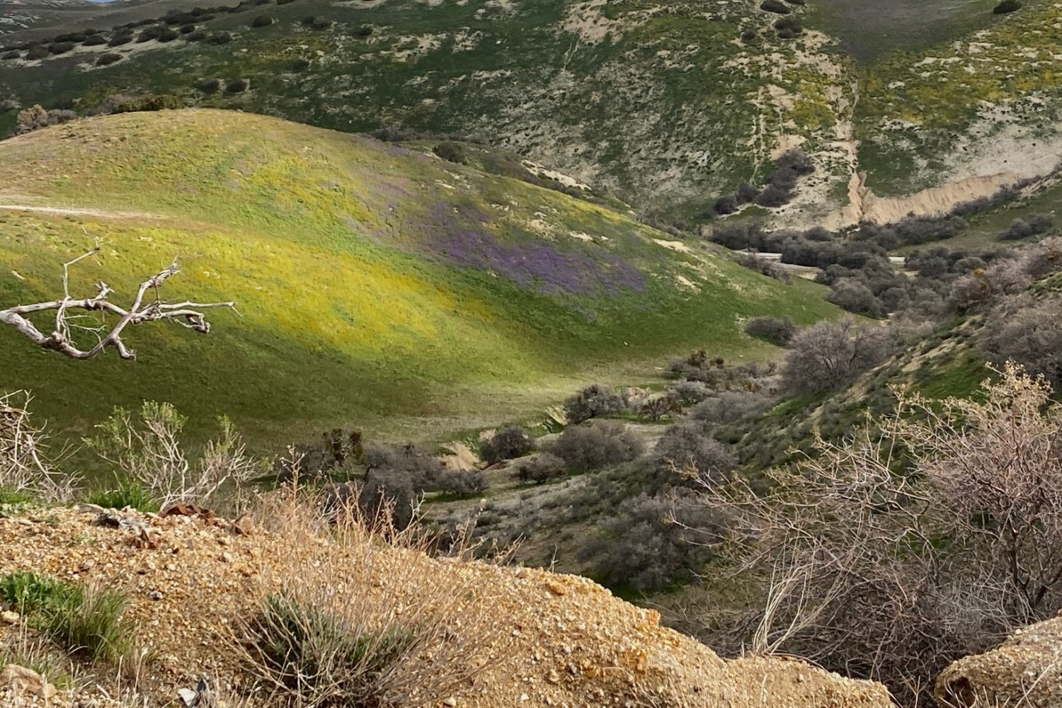 Judy Dyer - Klipstein Canyon 2023 Wildflowers