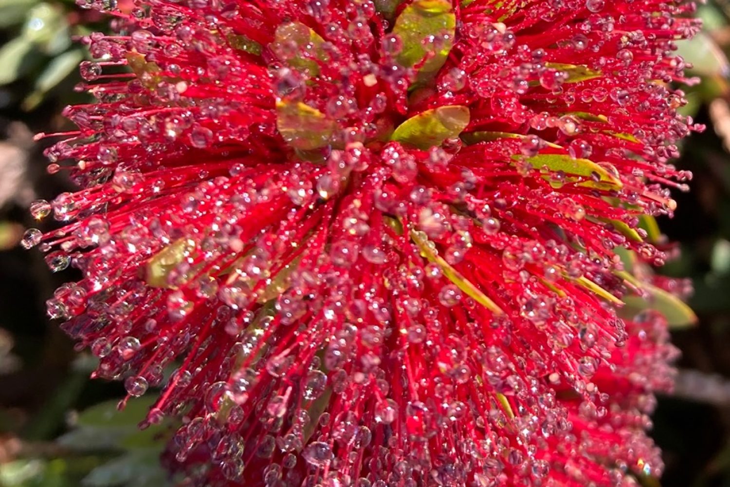 Judy Dyer - Bottle Brush After Watering