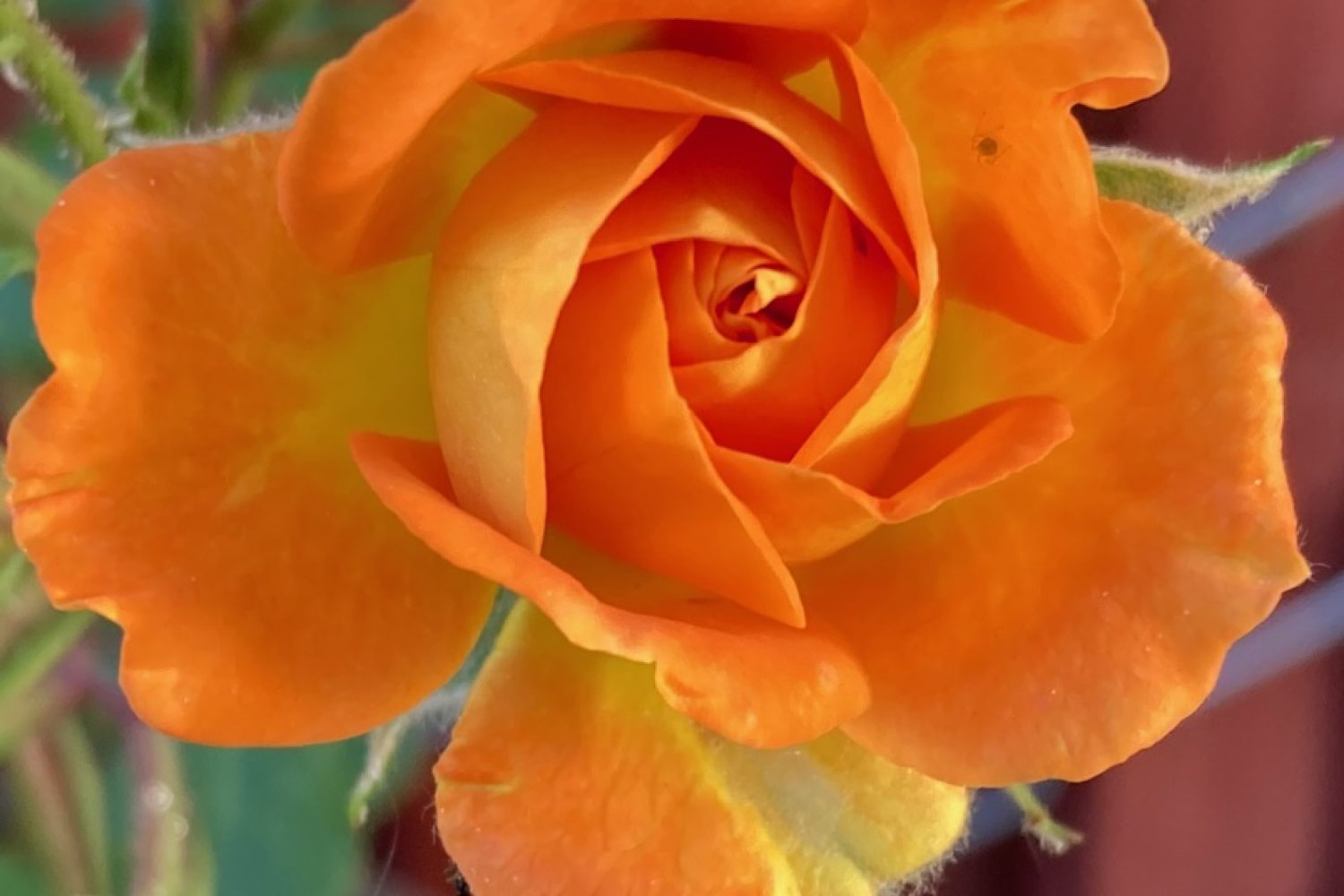 Judy Dyer - Orange & Yellow Rose in Shade