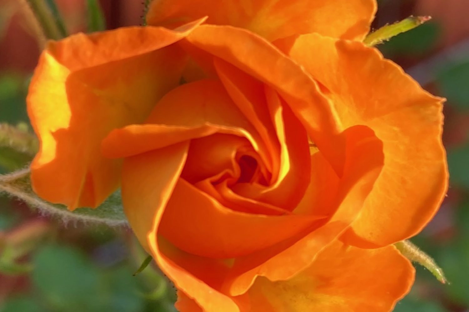 Judy Dyer - Same Orange & Yellow in the Sun