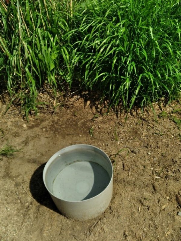 Water bowl & Grain Field