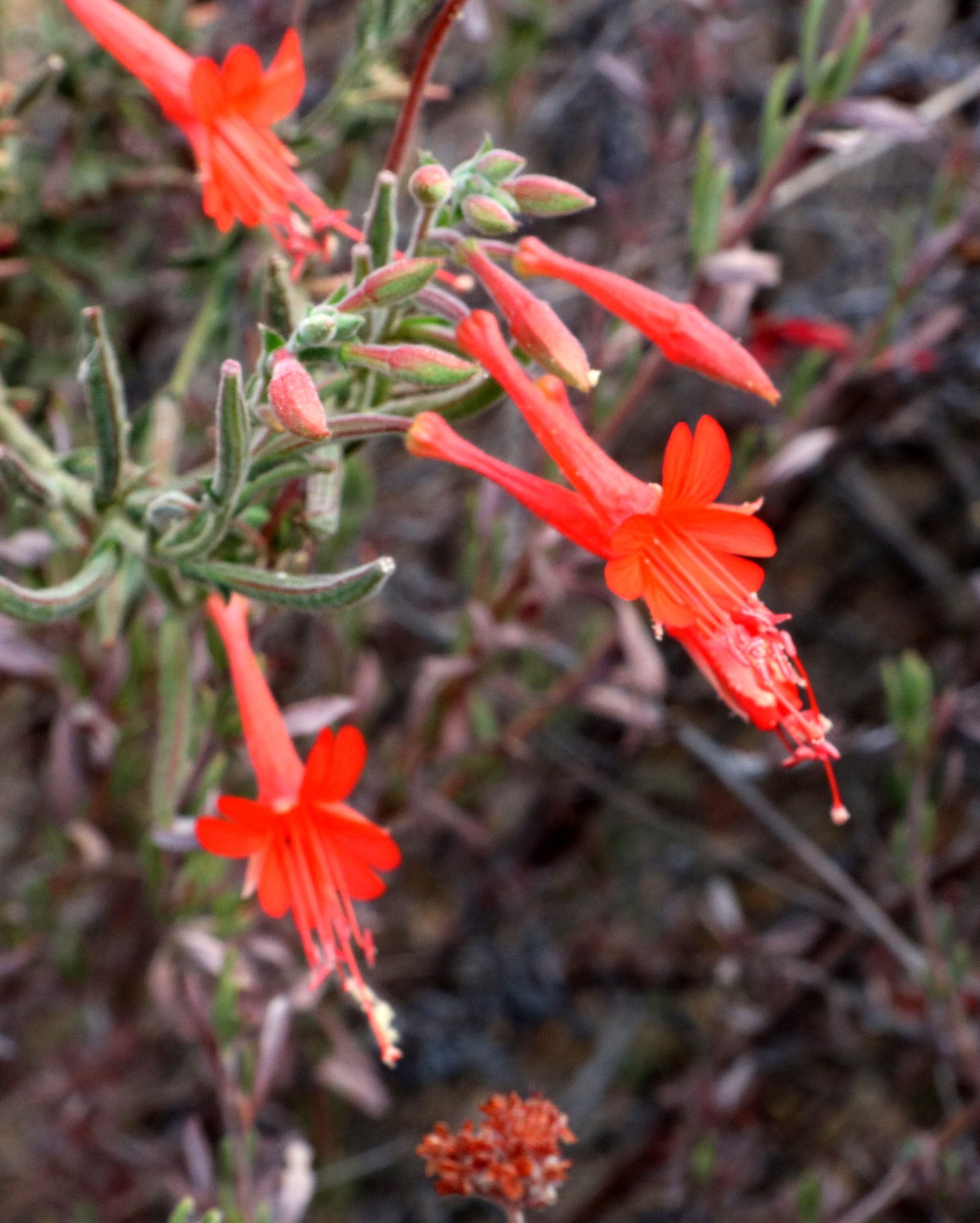 California Fuchsia (8)