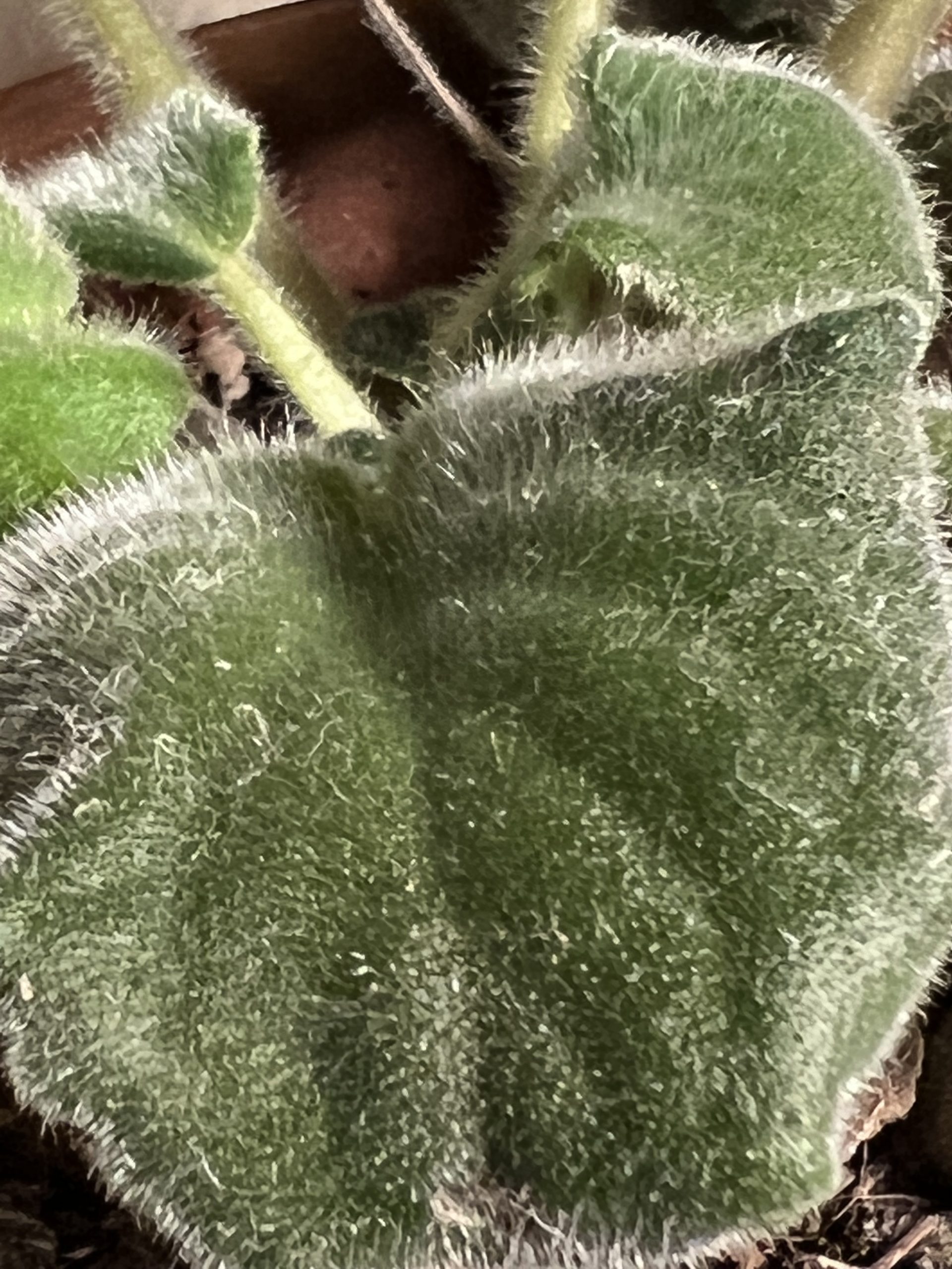 Leaf (8)
