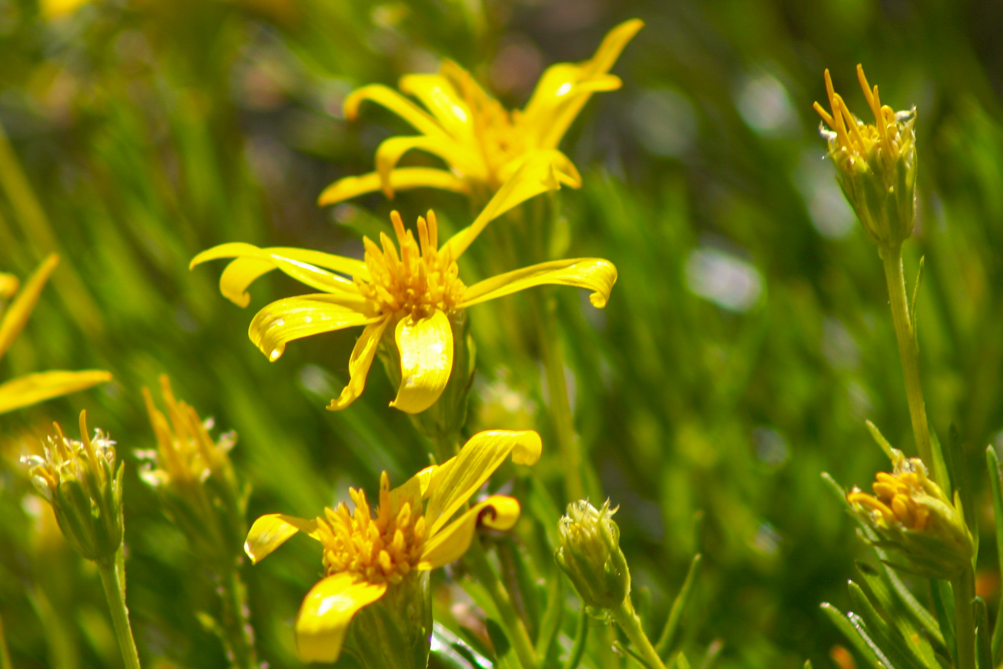 Bright Yellow Blooms (8)