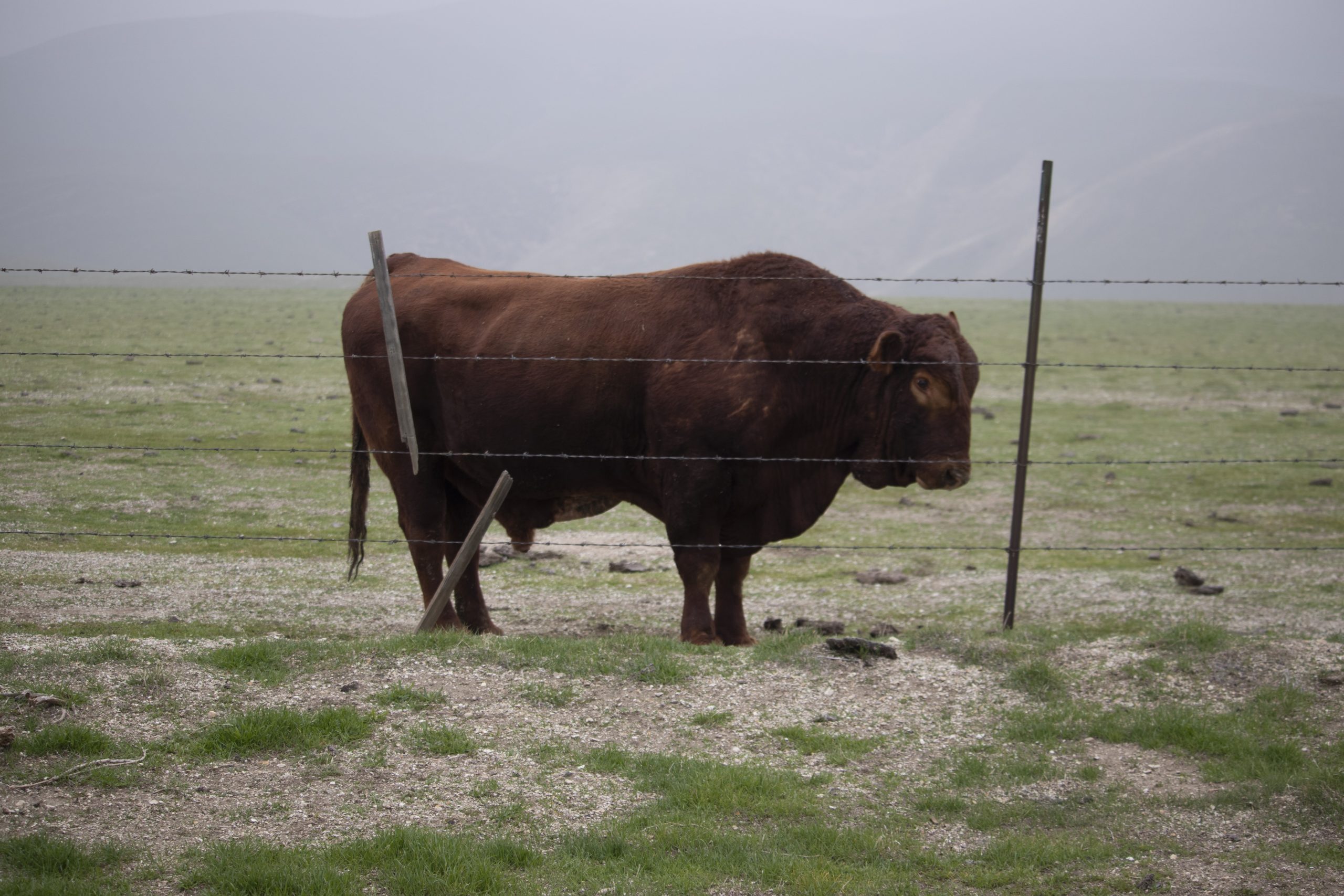 Bull (8)
