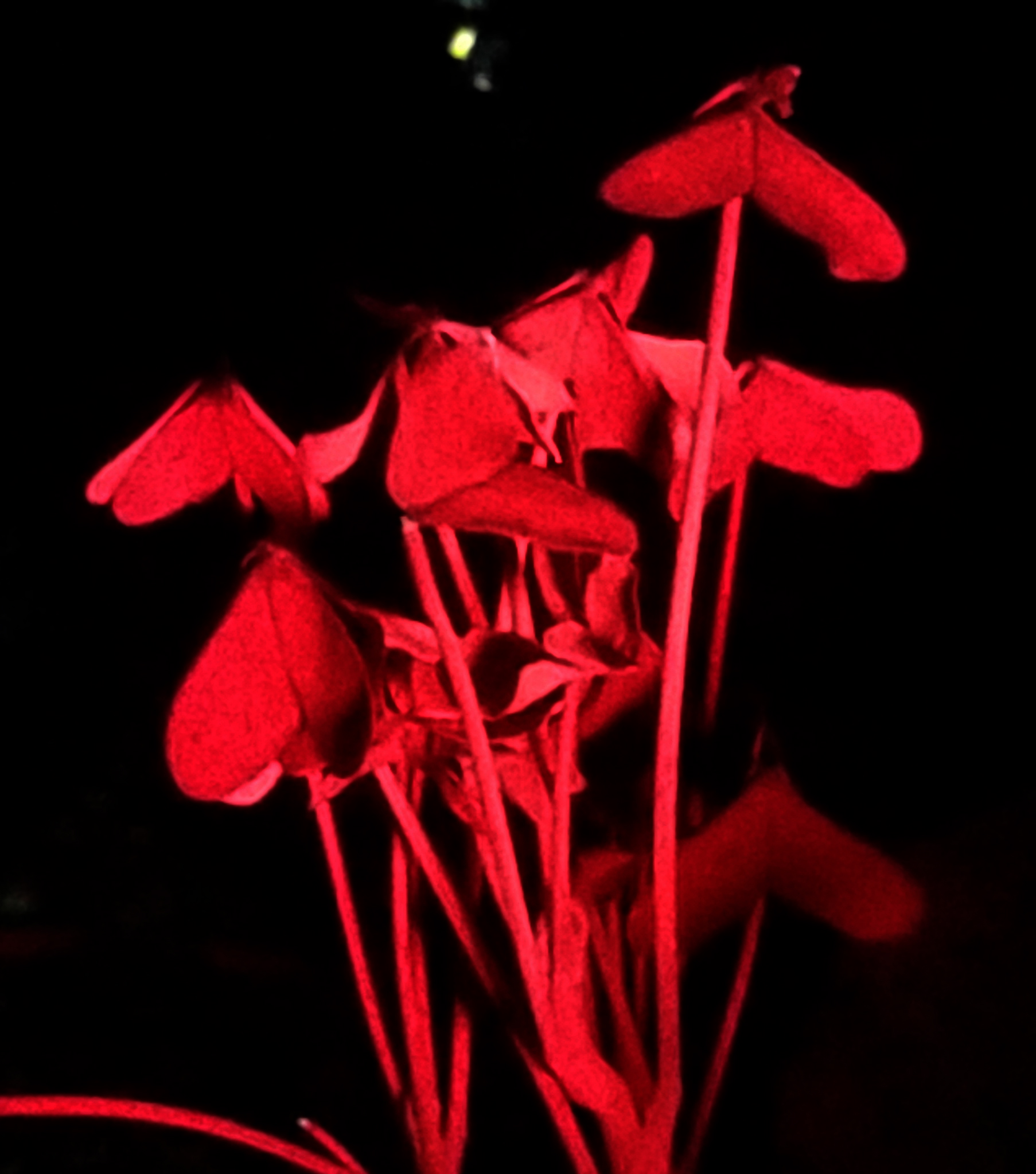 Fluorescent Clovers in the Dark (8)
