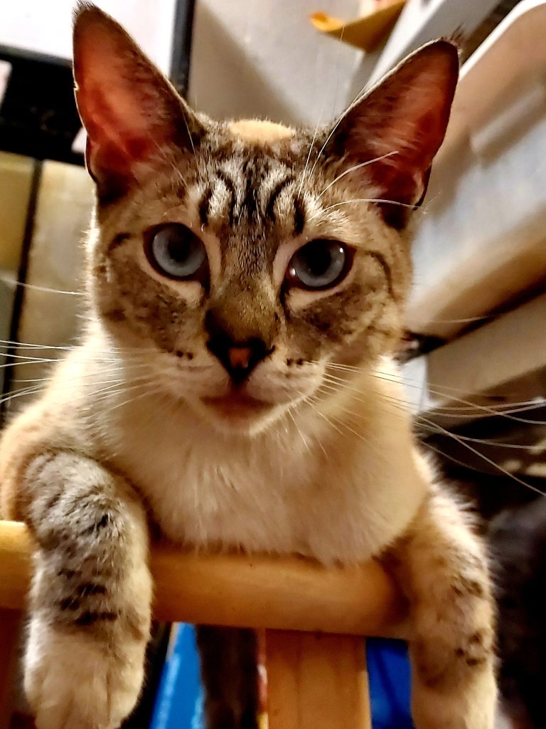 Calcium the Cat (10)