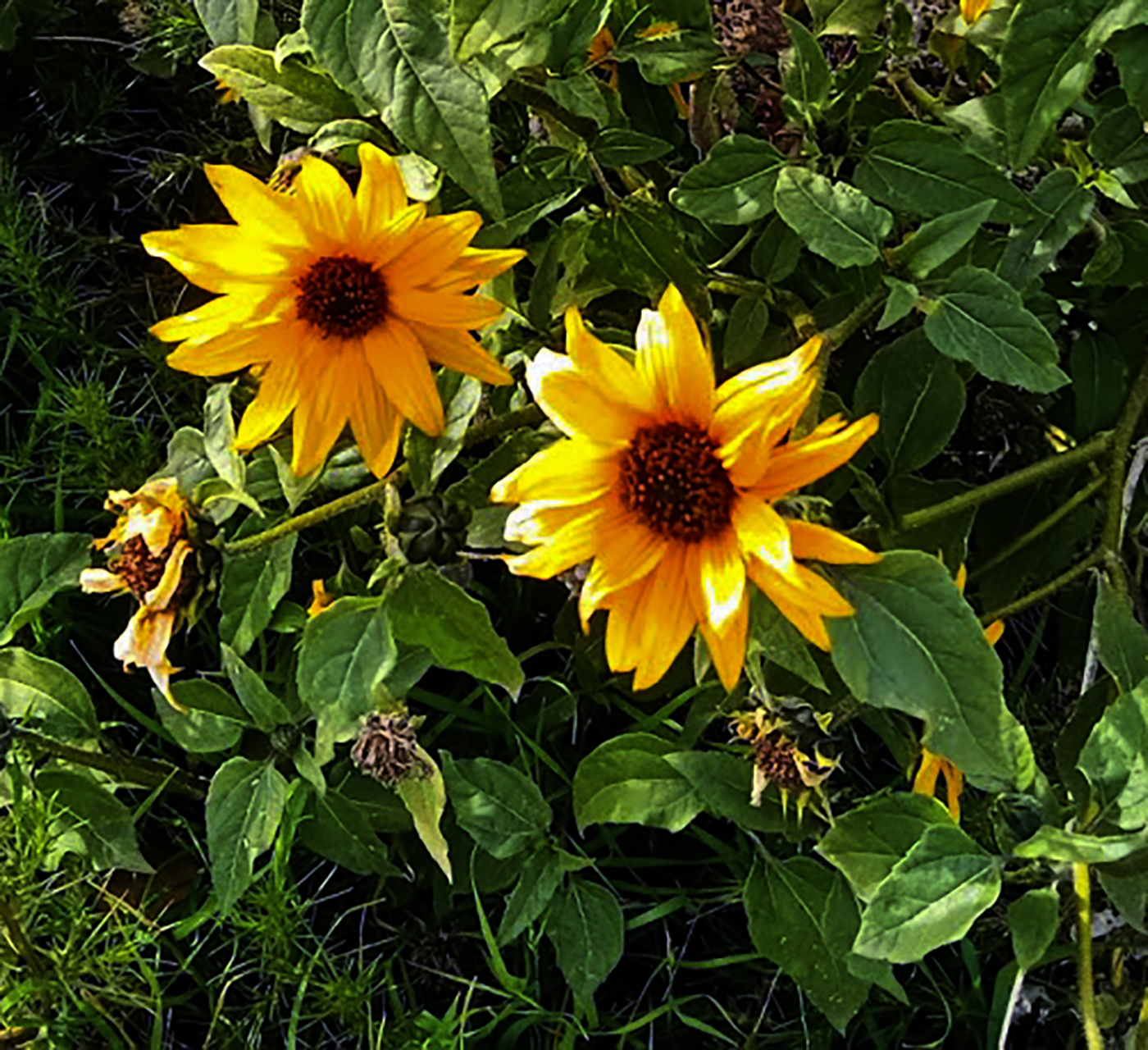 California Wild Sunflowers
