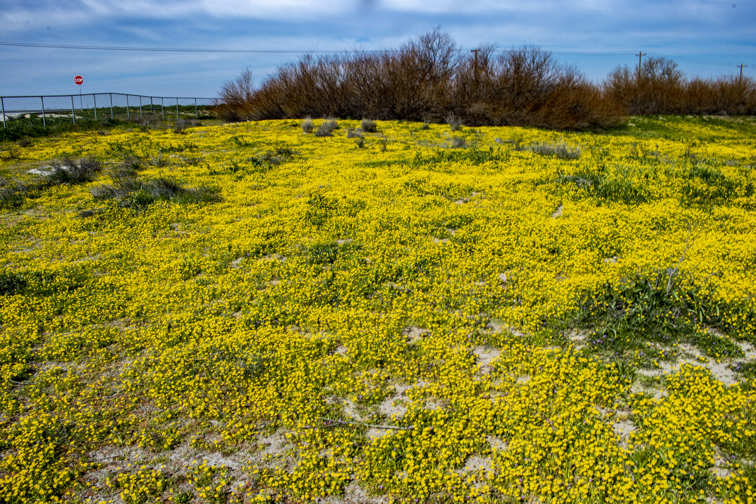 Yellow Carpet