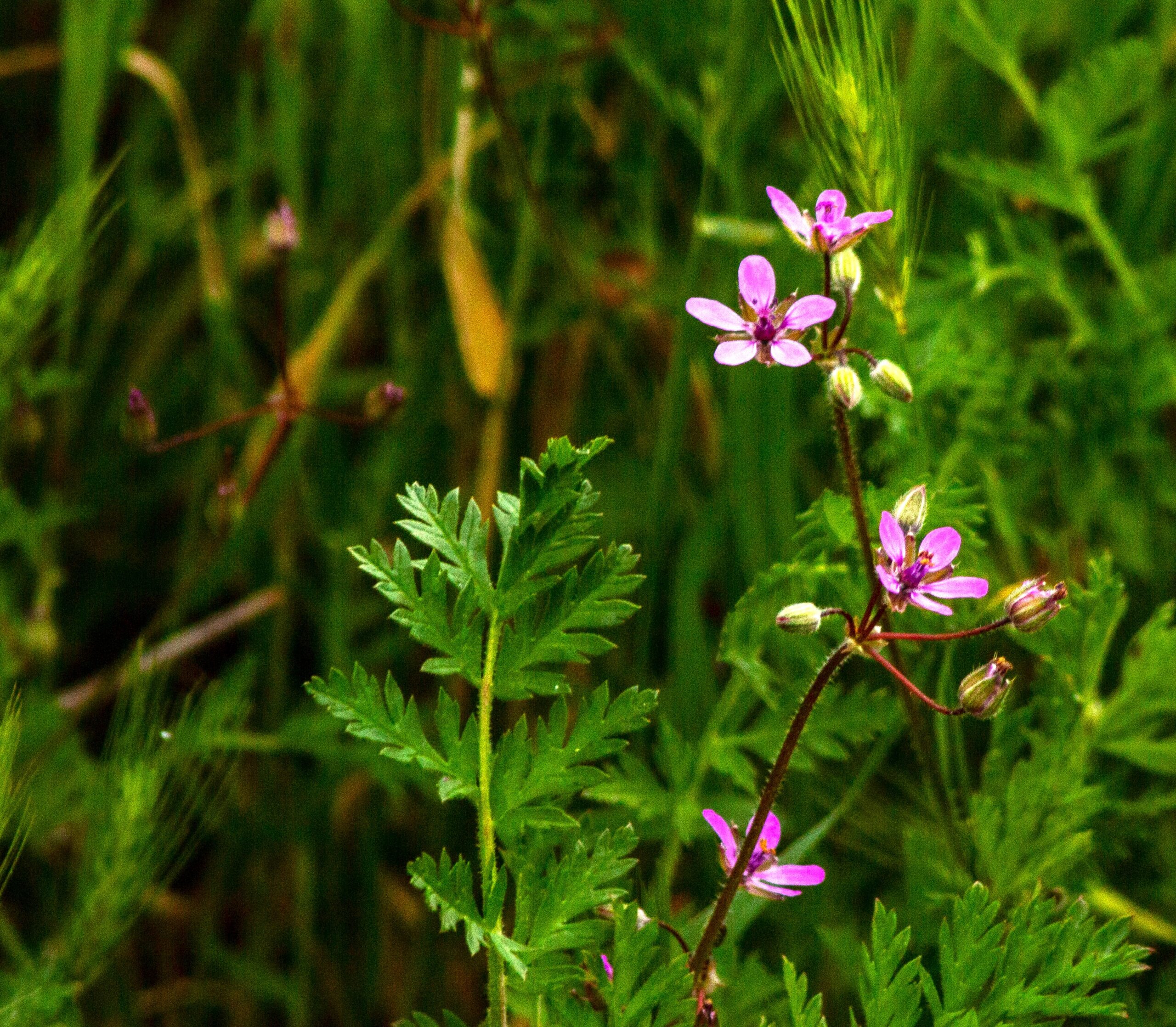 Vetch