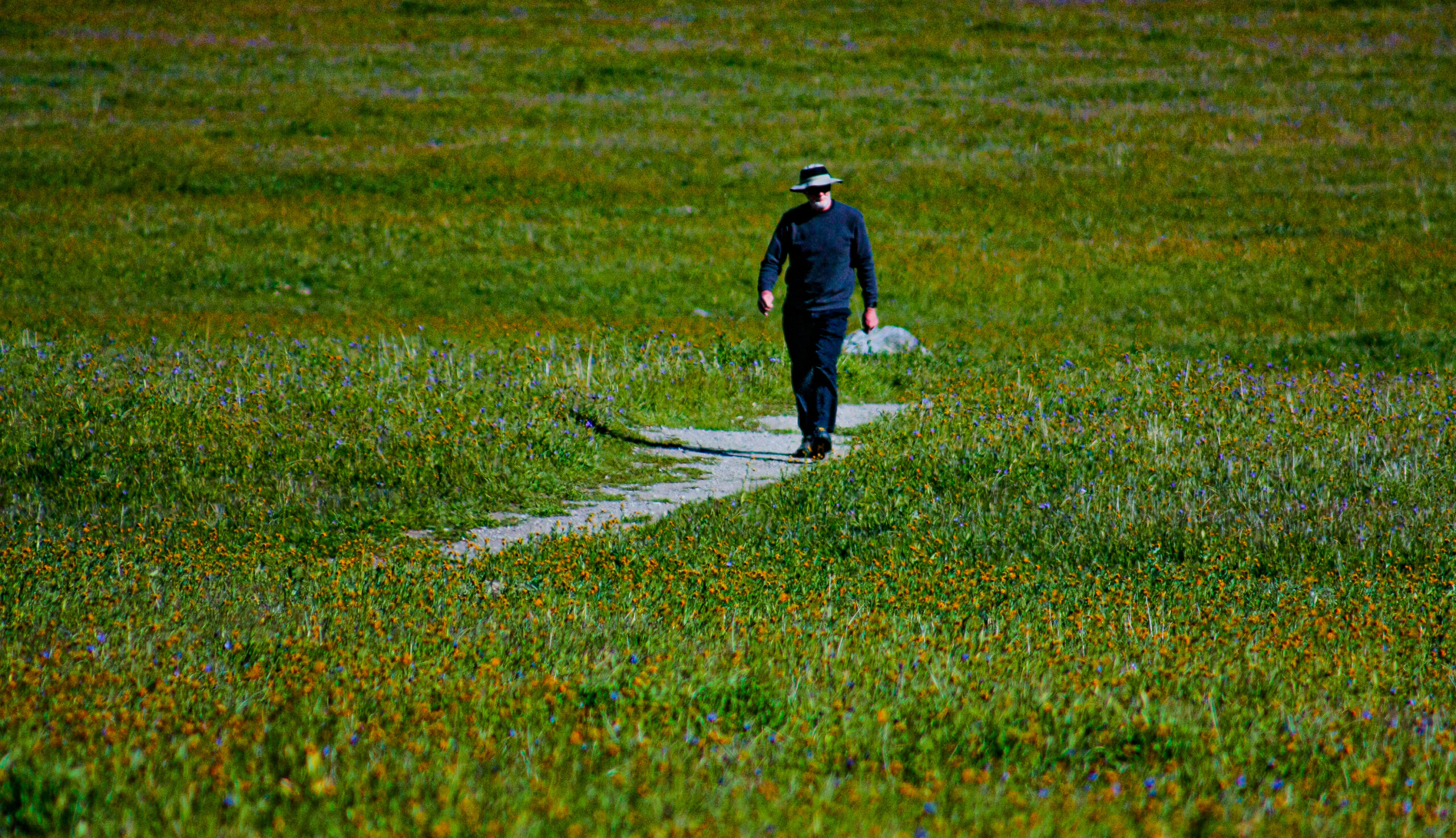 Wildflower Trail (9)
