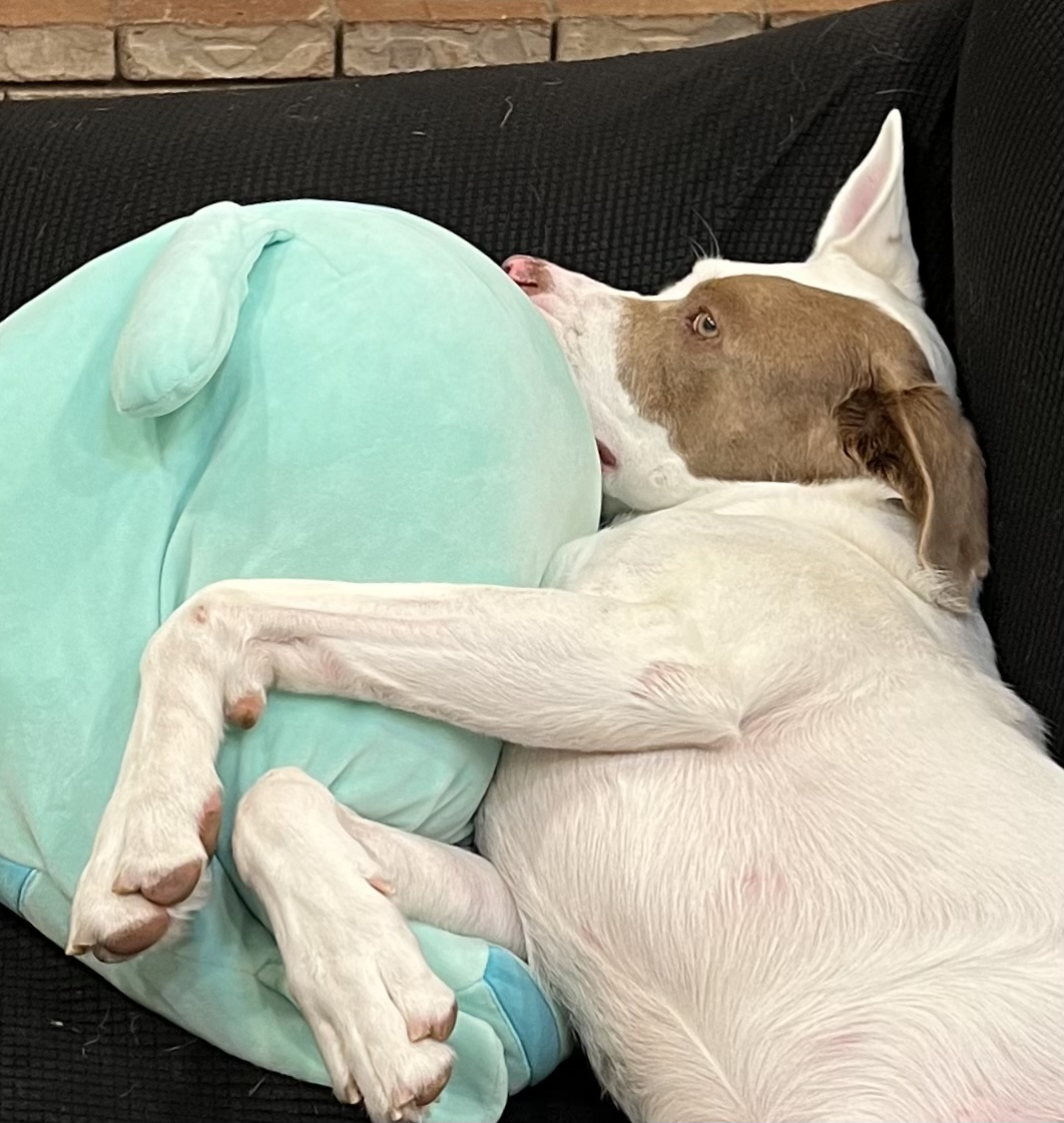 Ann Hess - Dog Nap