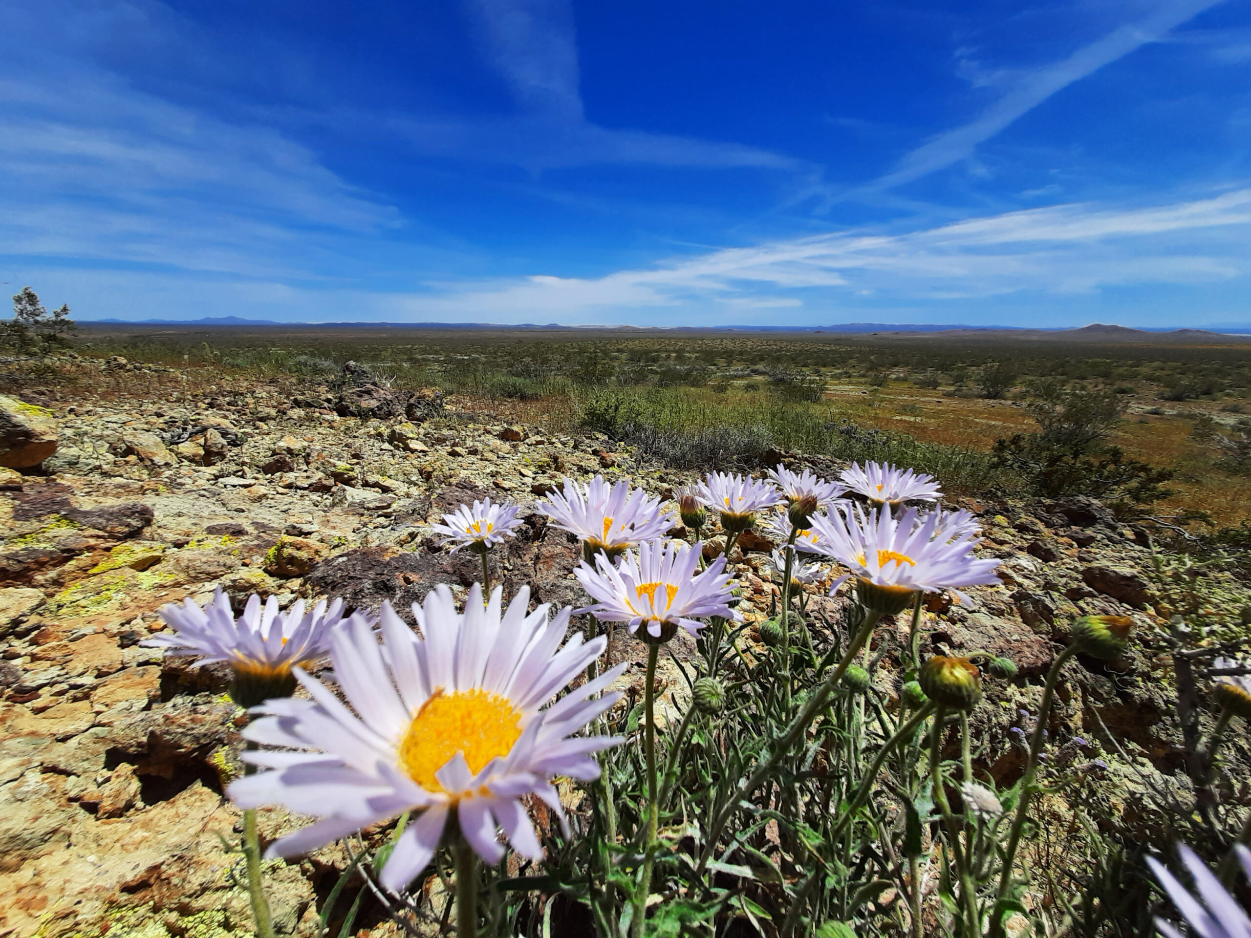 Arthur Tamayo - Mojave Aster