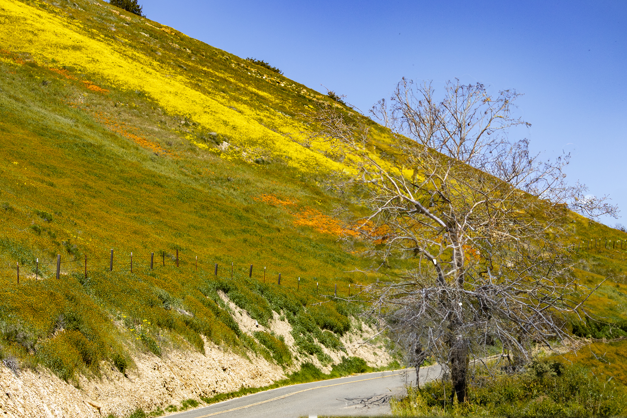 Esther Livingston - Superbloom Hillside