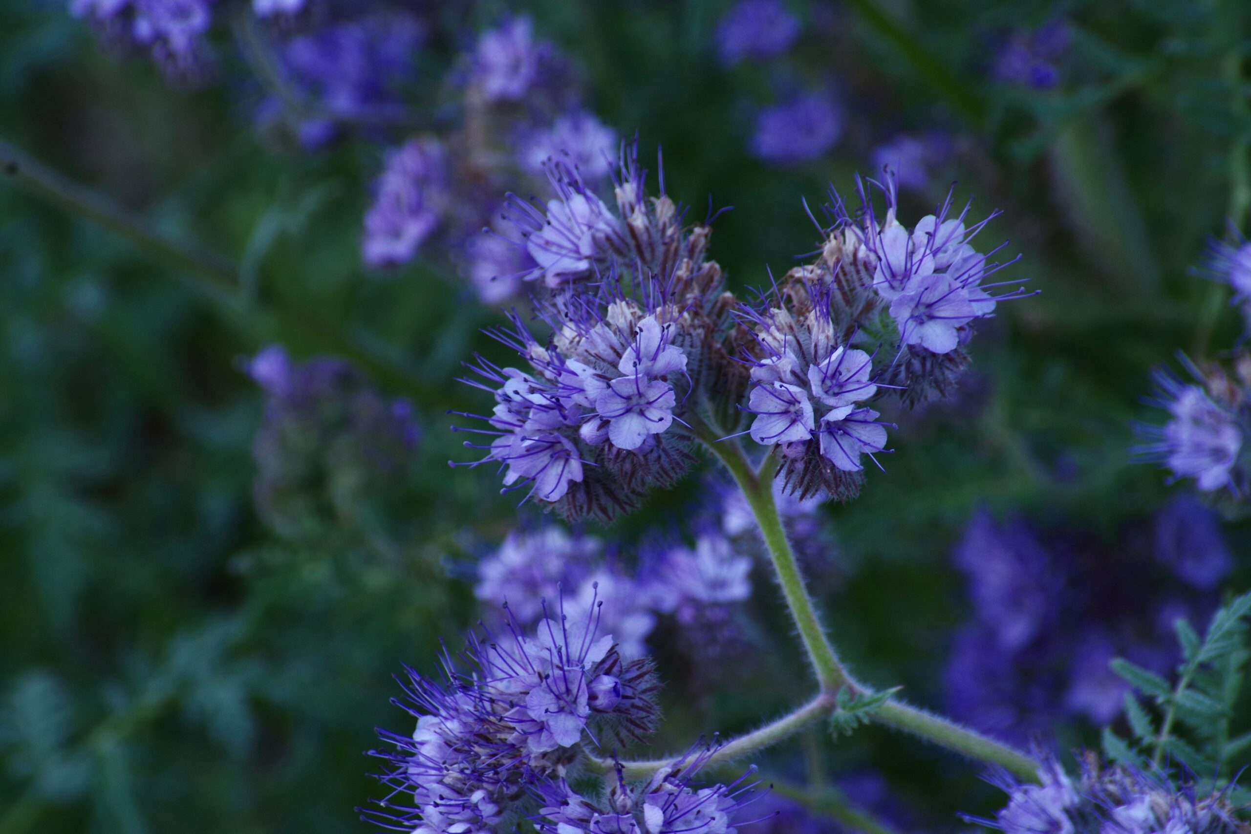 Judy Dyer - Scorpion Weed