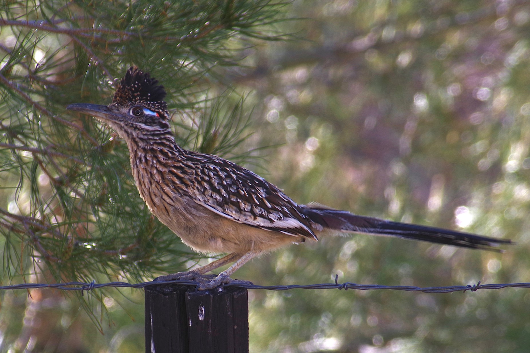 Judy Dyer - Road Runner