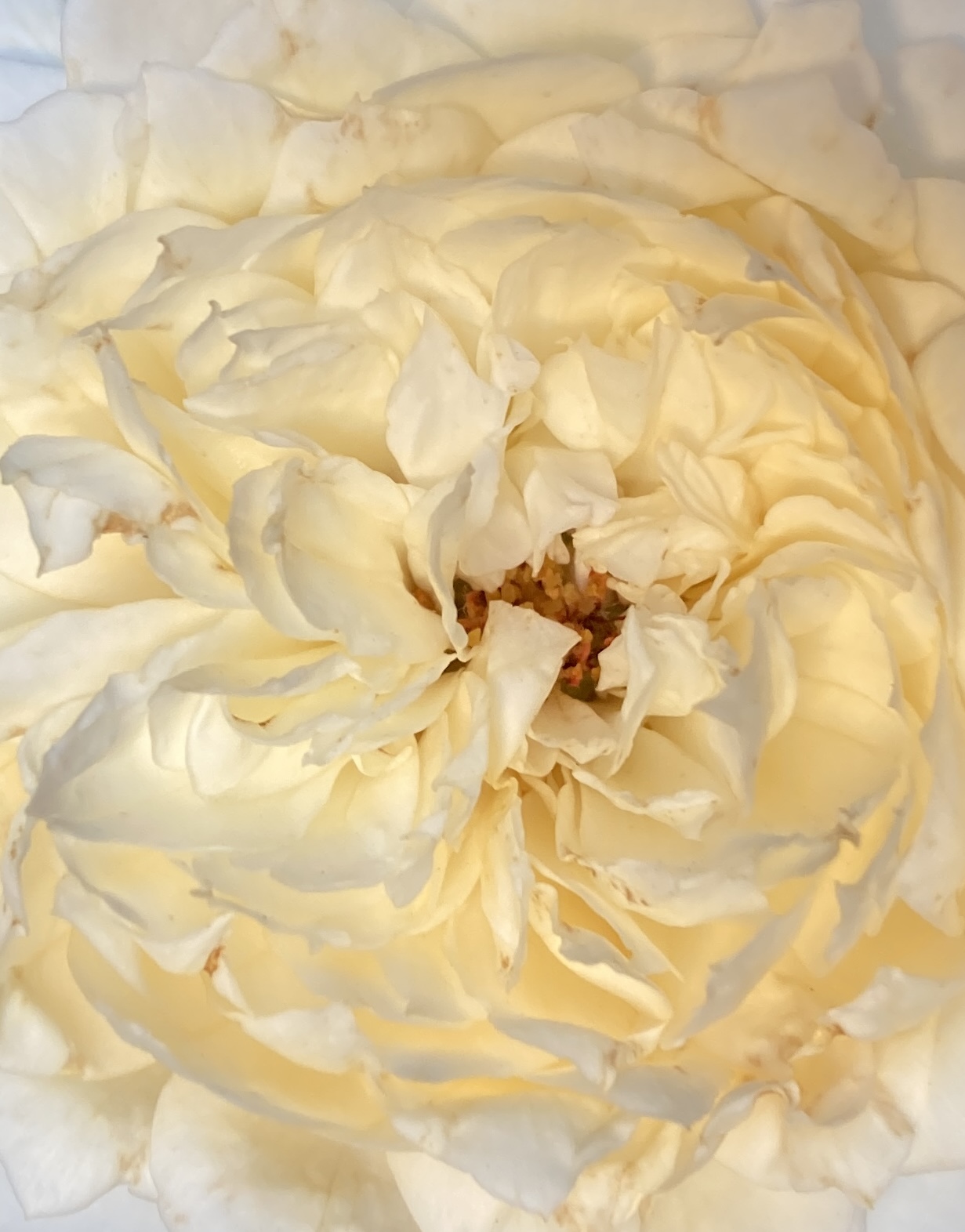 Judy Dyer - My Mini Roses