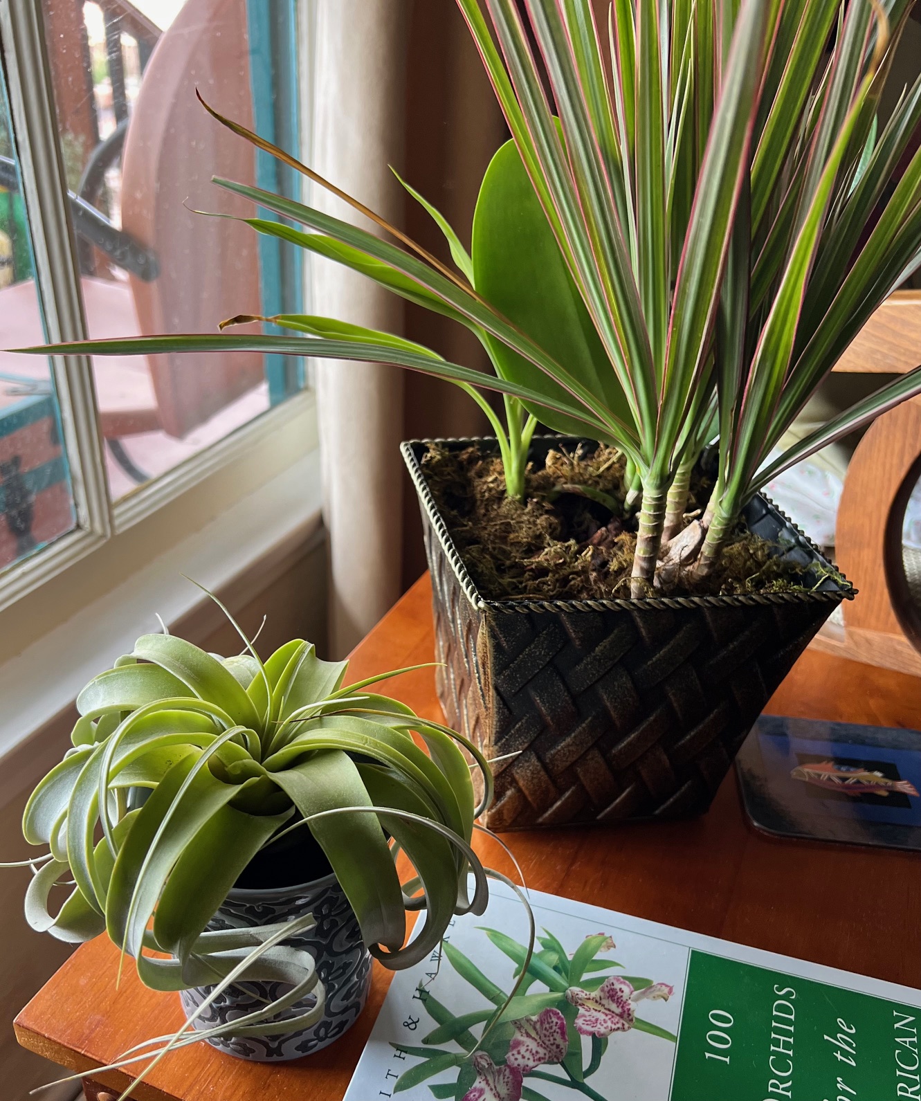 4 Inch Air Plant